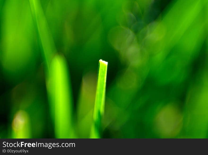 Detail of a broken blade of grass