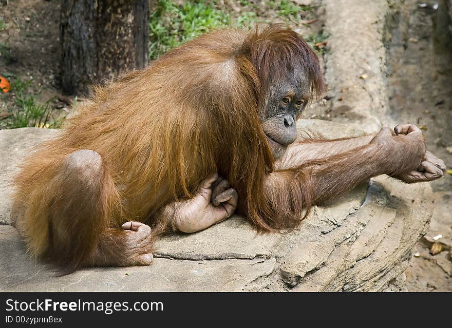 Young orangutan on the rock. Young orangutan on the rock