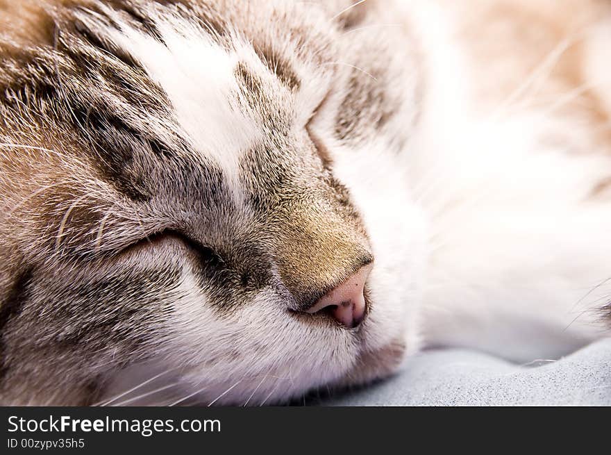 Close up to a sleeping cat. Close up to a sleeping cat