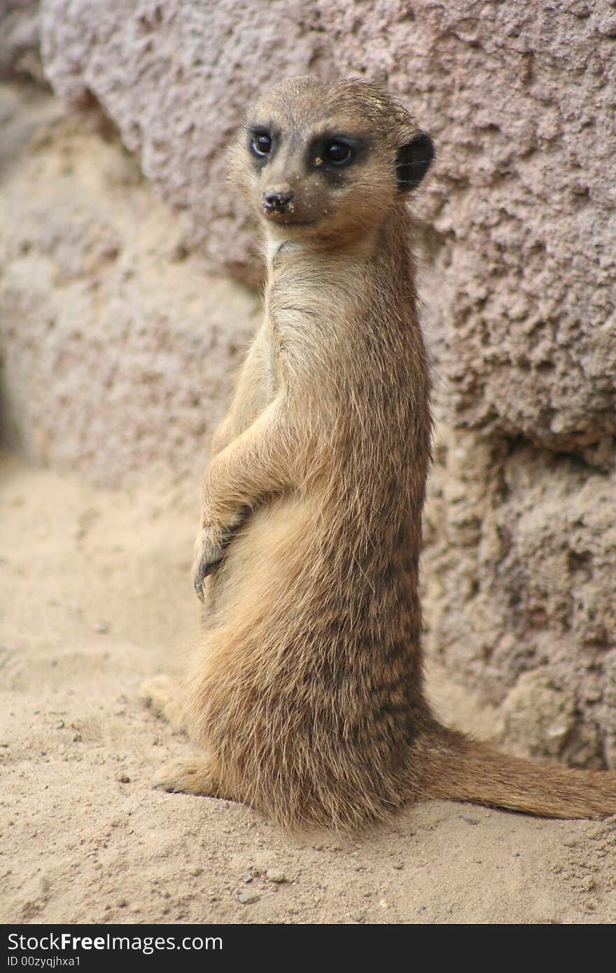 Suricate watching out for danger