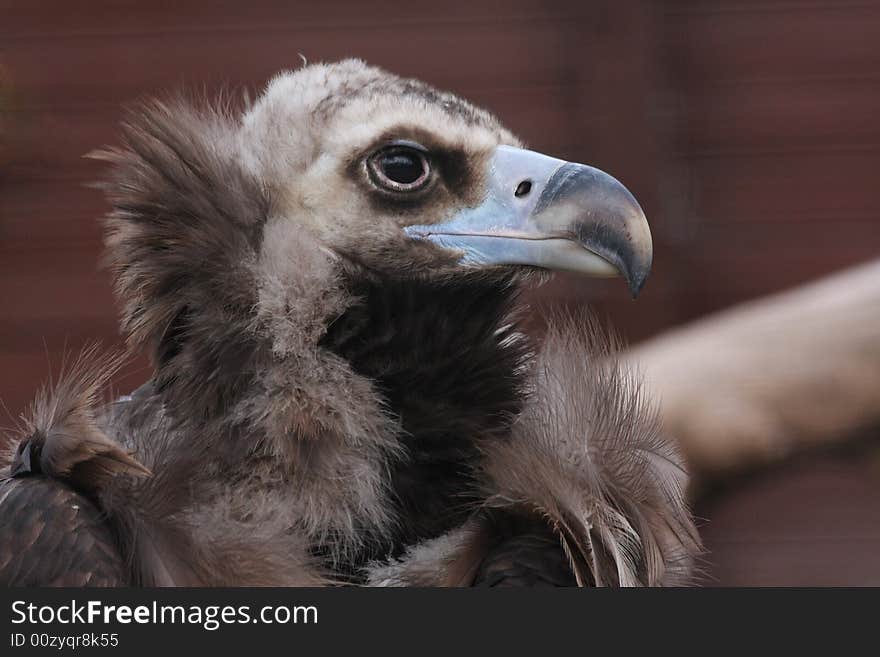 Griffon-vulture