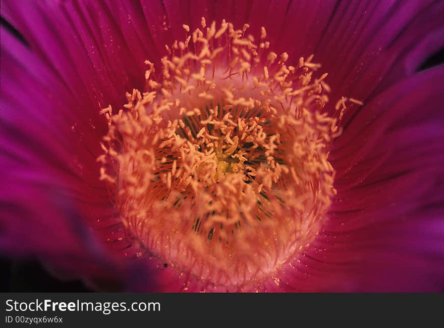 This typical flower named fico degli ottentotti blooming in springtime near the sea of mediterranean region. This typical flower named fico degli ottentotti blooming in springtime near the sea of mediterranean region.