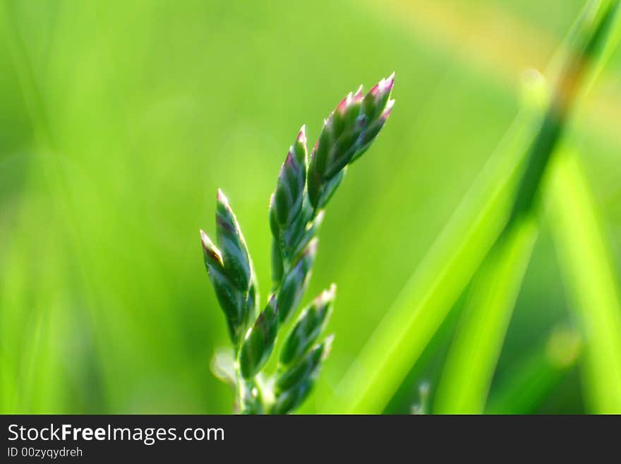 Grass Detail