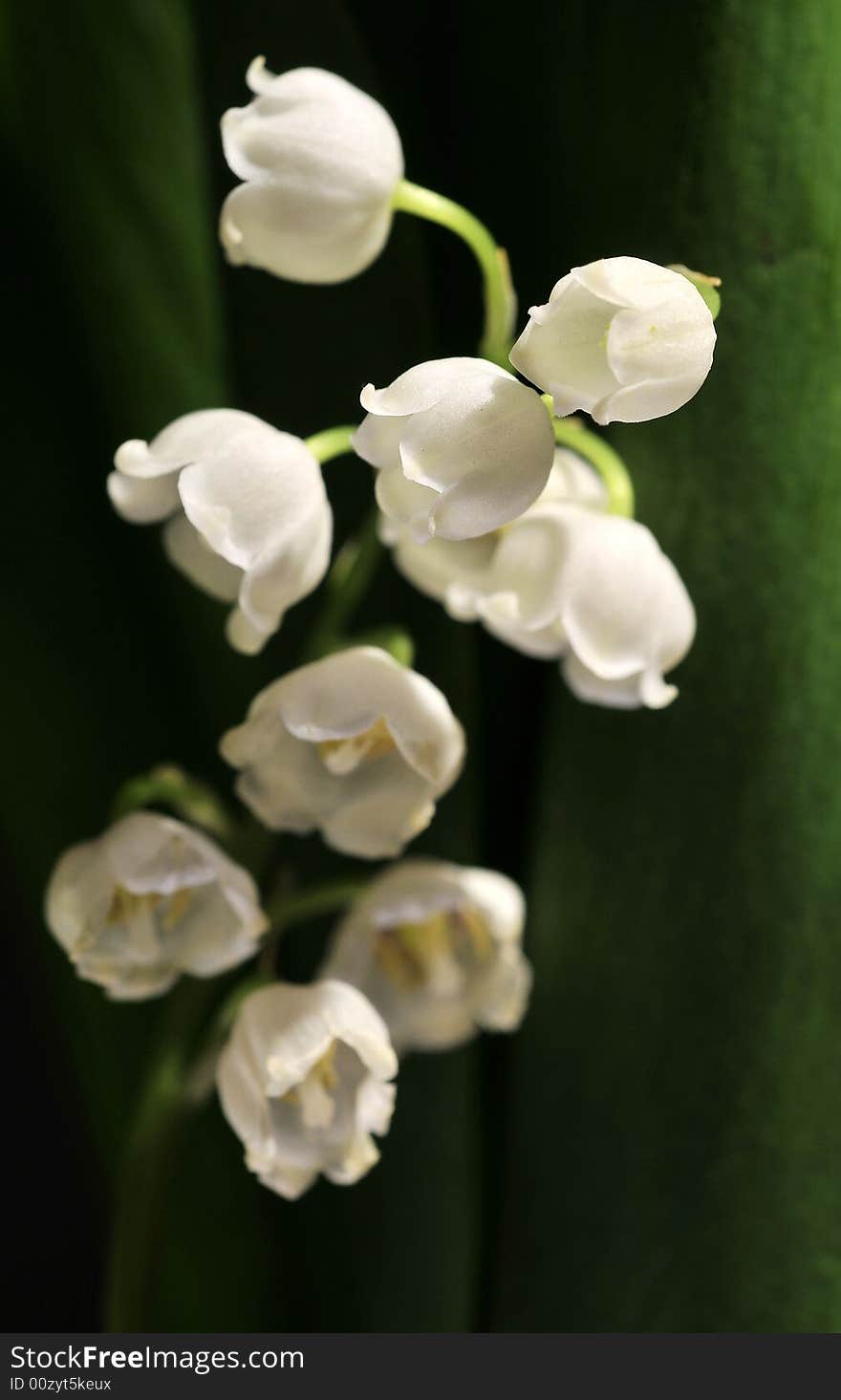 Lily of the valley, close up