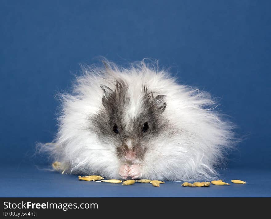 Hamster eating Oats grains