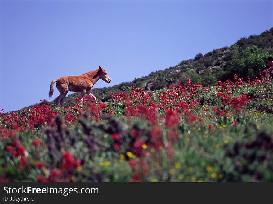 Horse in the meadow of red flowers, lingshan mountain, beijing, china