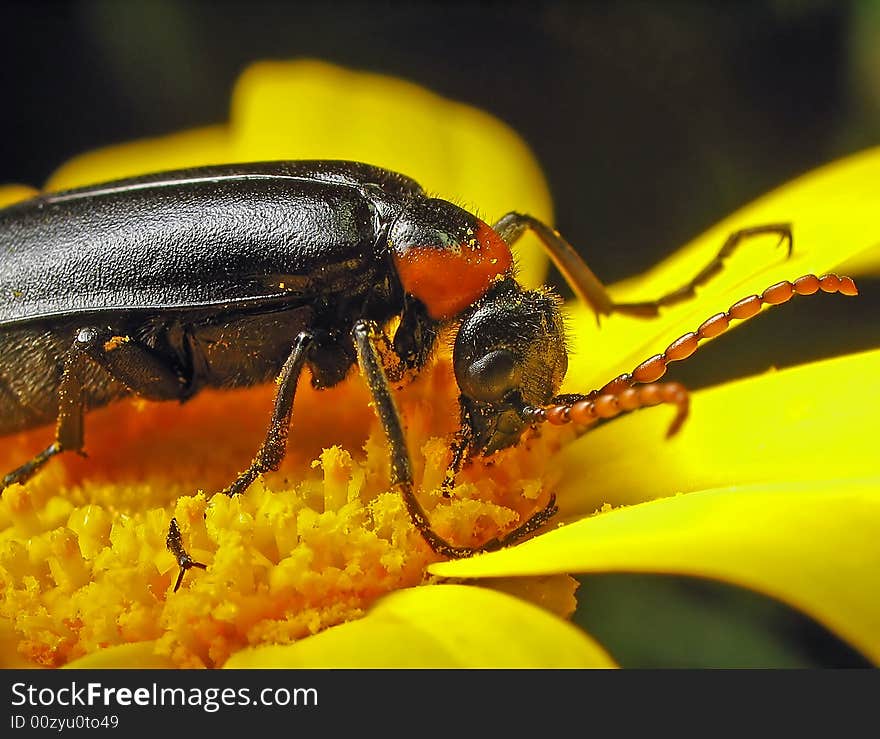 Beetle to daisies.Beetle eats pollen of flowers.