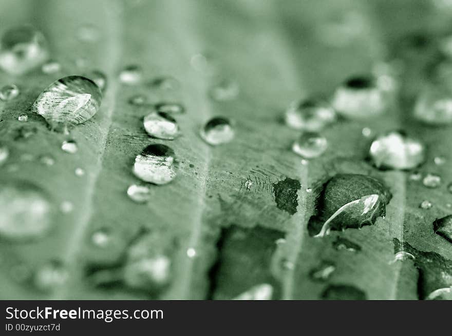 Leaf with drops