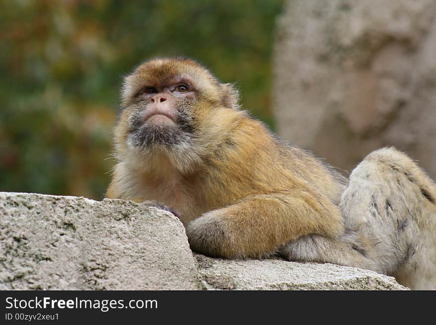 Barbary macaque looking out situated on a rock. Barbary macaque looking out situated on a rock