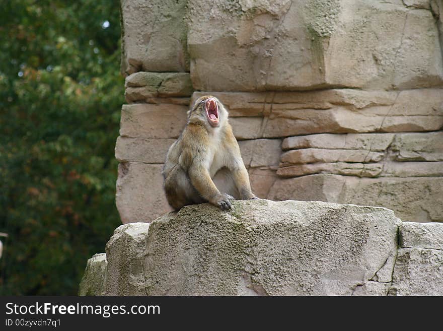 Barbary macaque monkey yawning on rock