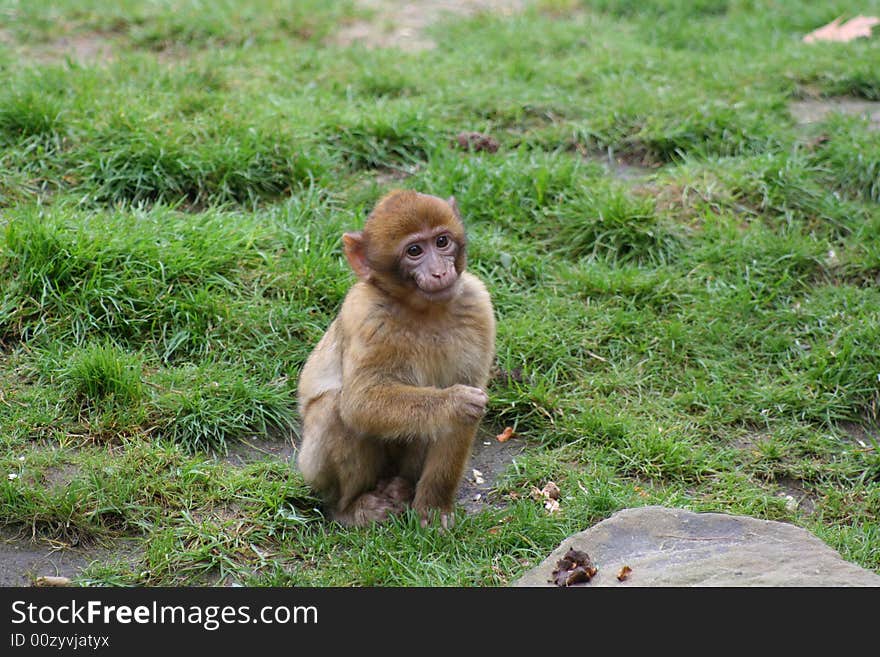 Baby barbary macaque monkey looking happy. Baby barbary macaque monkey looking happy