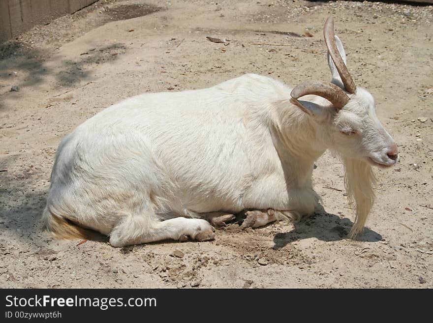 Lazy white billy goat resting in sunny barn yard