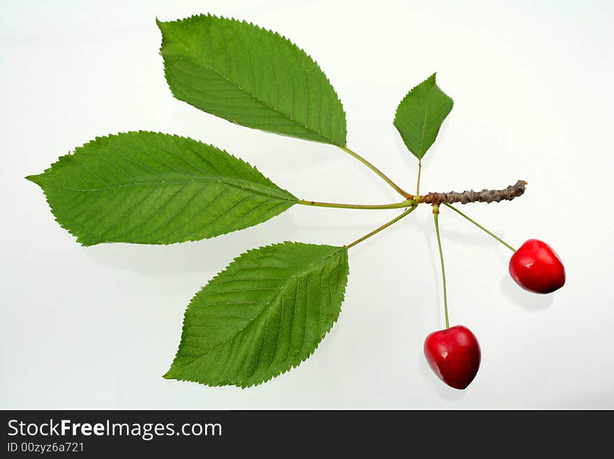 Green sprig with cherries