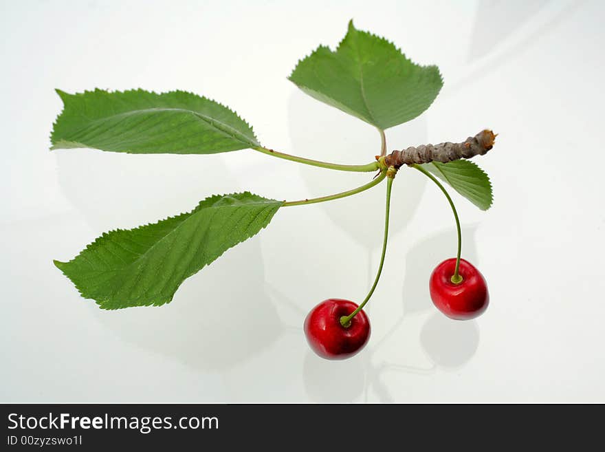 Green sprig with cherries