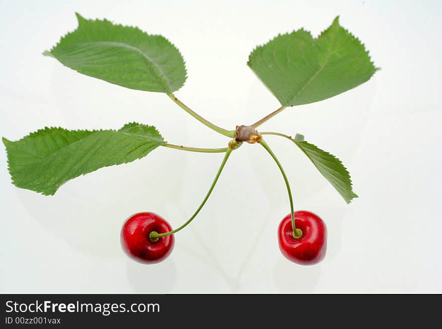 Green sprig with cherries