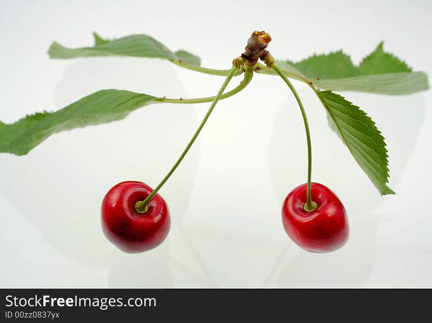 Green sprig with cherries