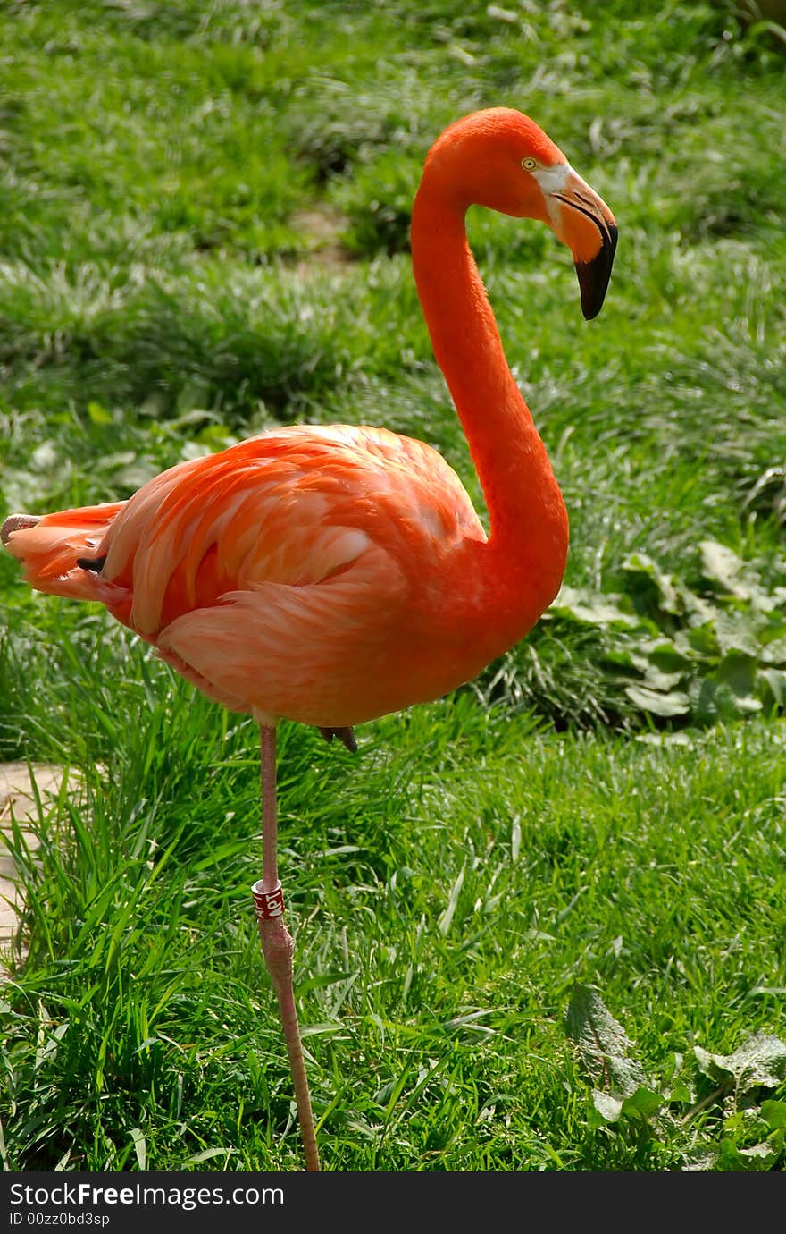 Flamingo