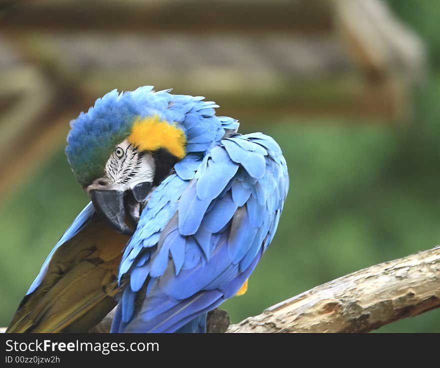 Parrots are birds of the roughly 350 species in 85 genera comprising the order Psittaciformes, found in most warm and tropical regions. Also known as psittacines.