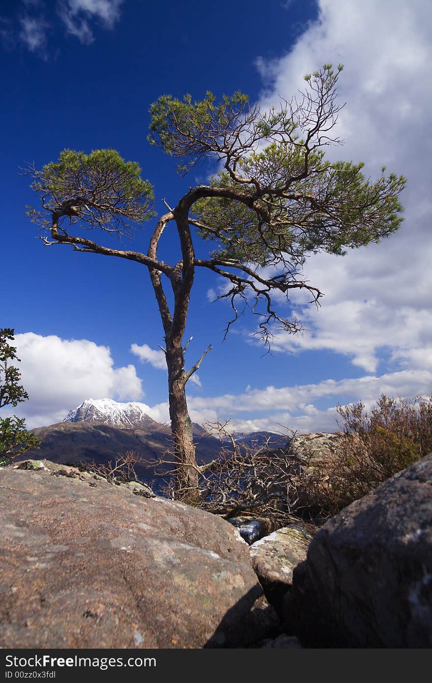 Lonely pine tree in boulders set against Scottish mountain. Lonely pine tree in boulders set against Scottish mountain