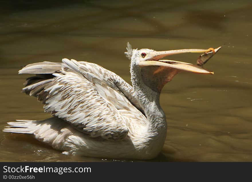 A pelican is any of several very large water birds with a distinctive pouch under the beak belonging to the bird family Pelecanidae. A pelican is any of several very large water birds with a distinctive pouch under the beak belonging to the bird family Pelecanidae.