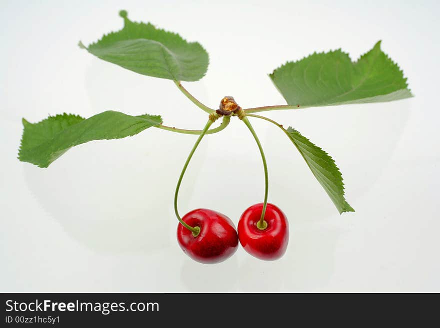 Green sprig with cherries