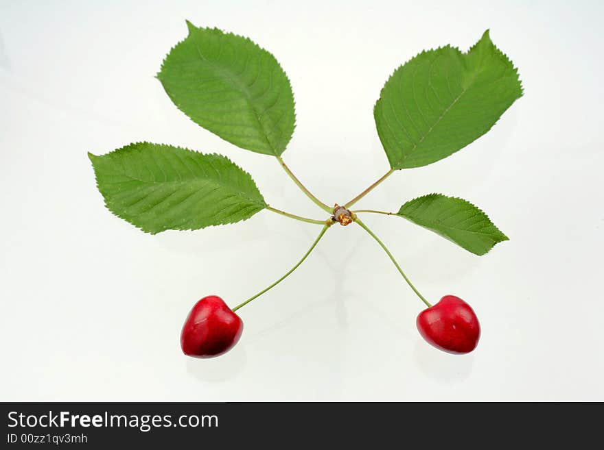 Green Sprig With Cherries