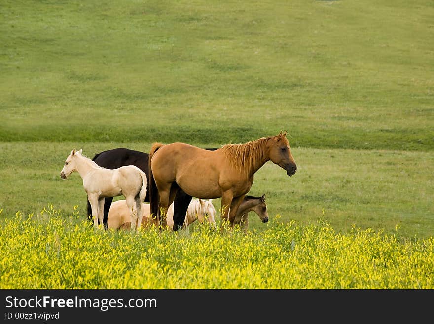 Quarter horse mares in yellow clover pasture. Quarter horse mares in yellow clover pasture