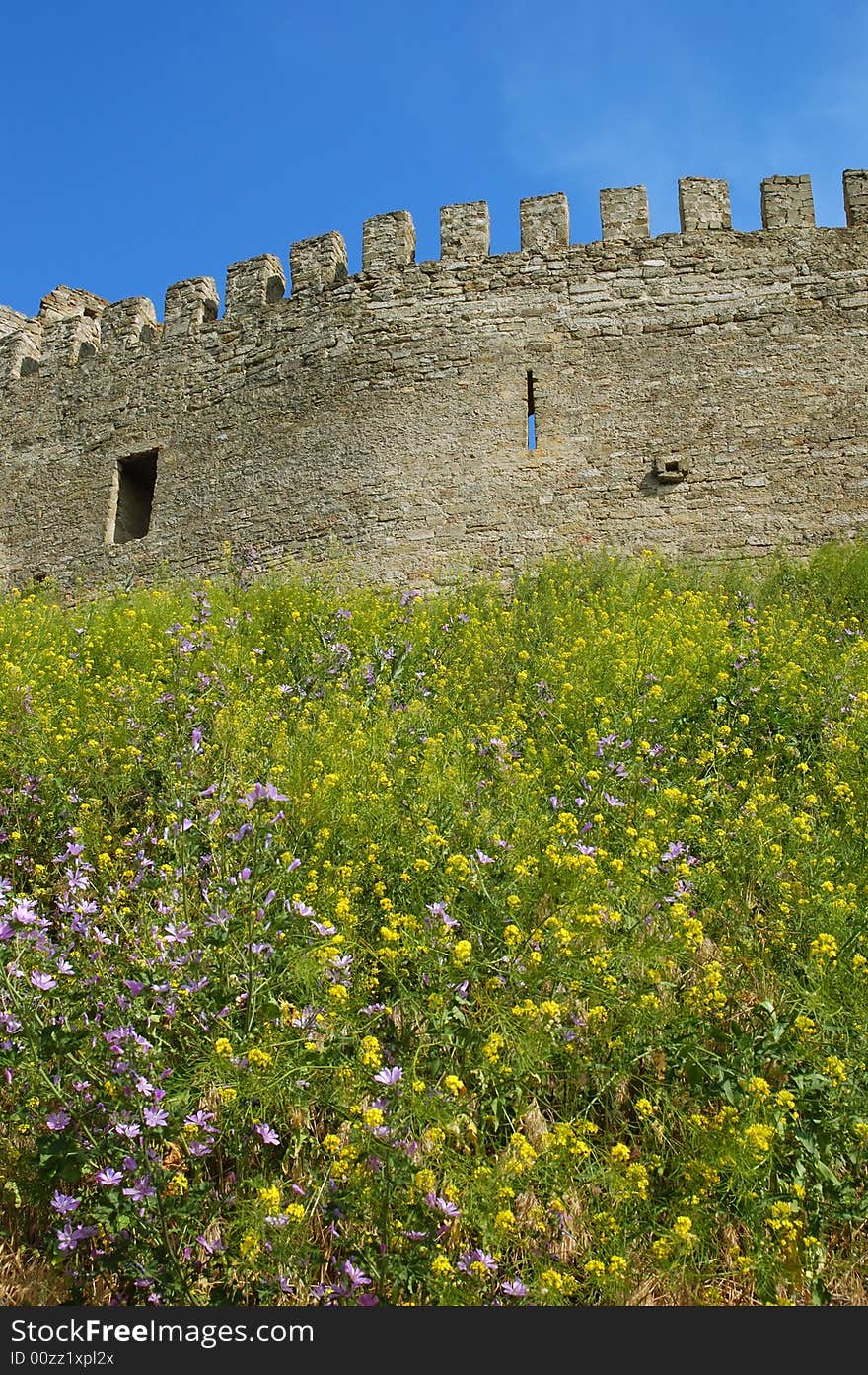 Medieval castle near Odessa, Ukraine, Belgorod Dnestrovsky. Flower meadow in front of wall.