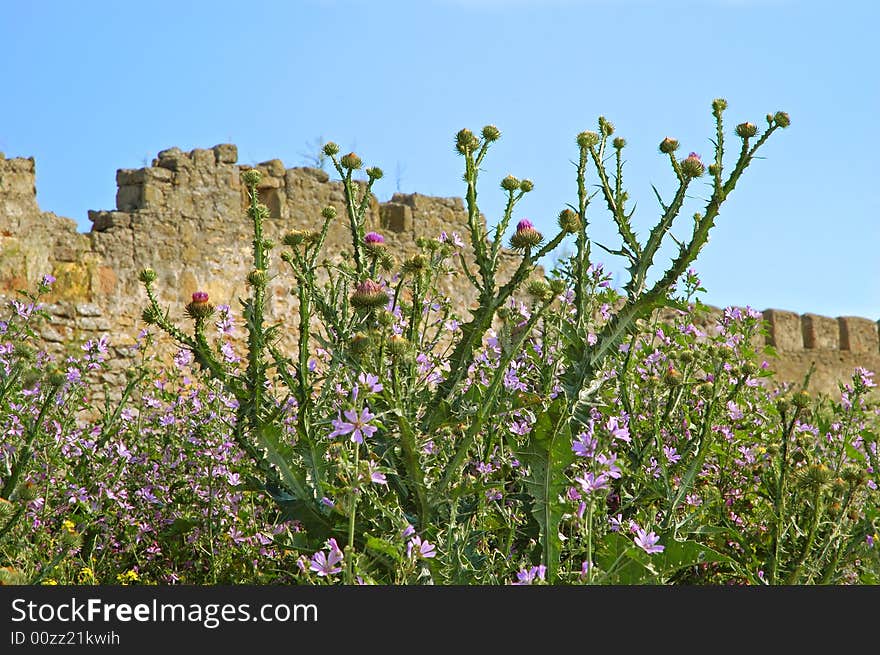 Medieval castle near Odessa, Ukraine, Belgorod Dnestrovsky. Agrimonys flowers are in front of wall.