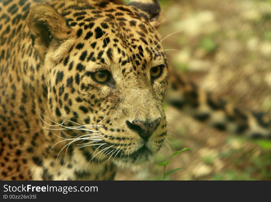 Leopard - the charismatic face and ferocious eye