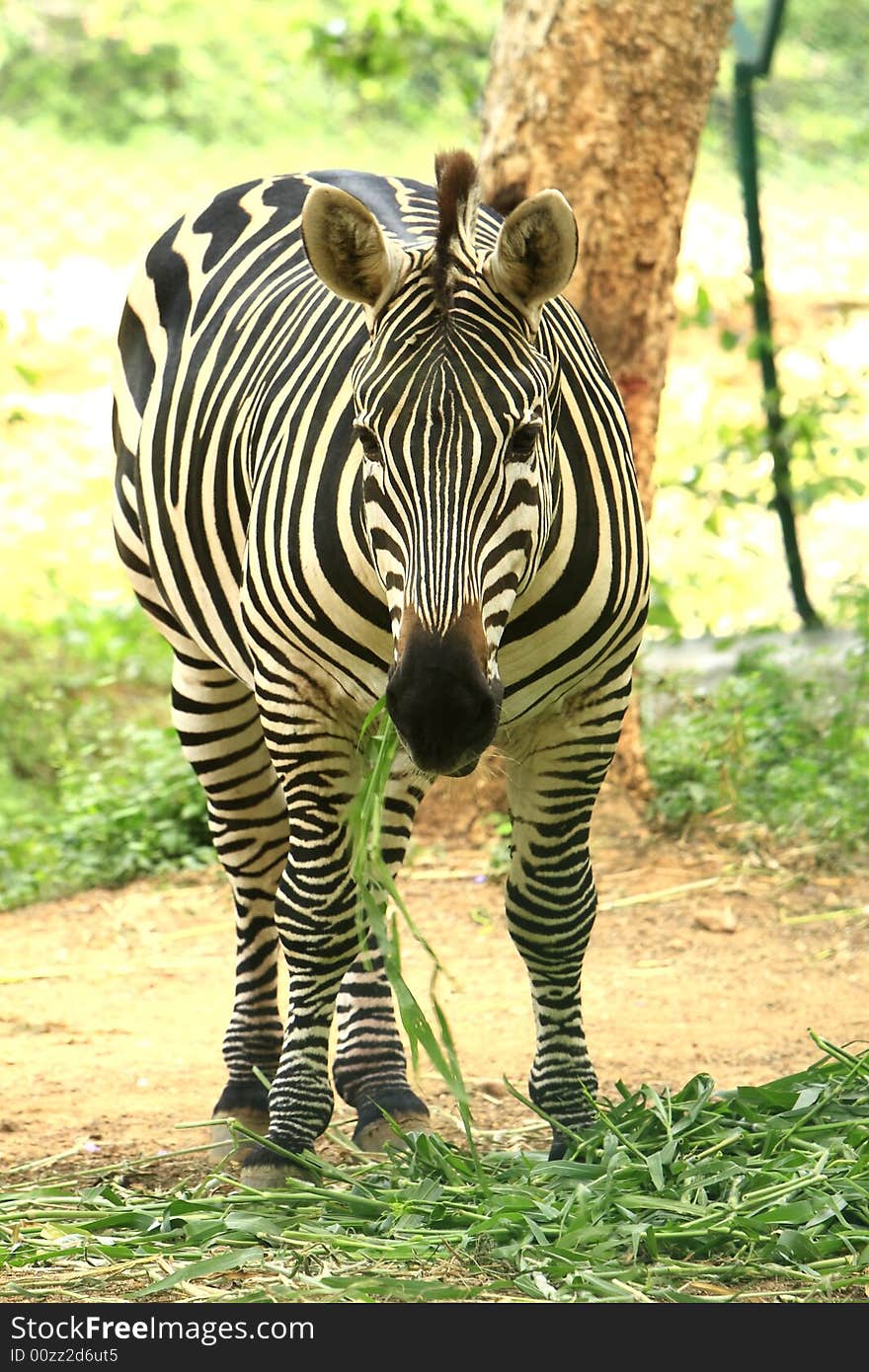 Zebra in the meadow. This image is all about the pattern and a moment.