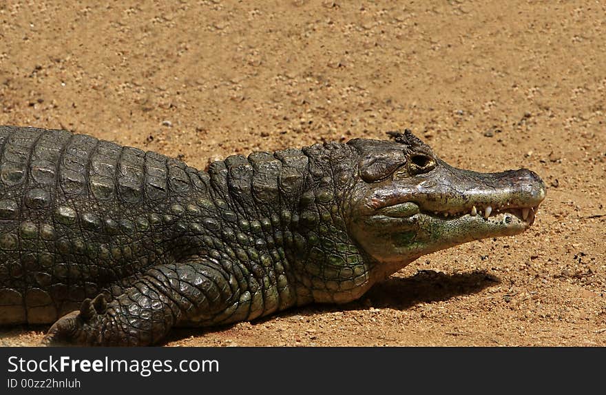 This crocodile was just is enjoying the early morning sun. The Slow and Silent movement is dangerously amazing