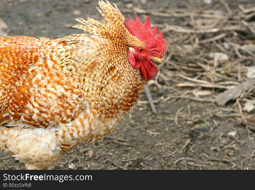 Close up of poultry rooster, farm birds