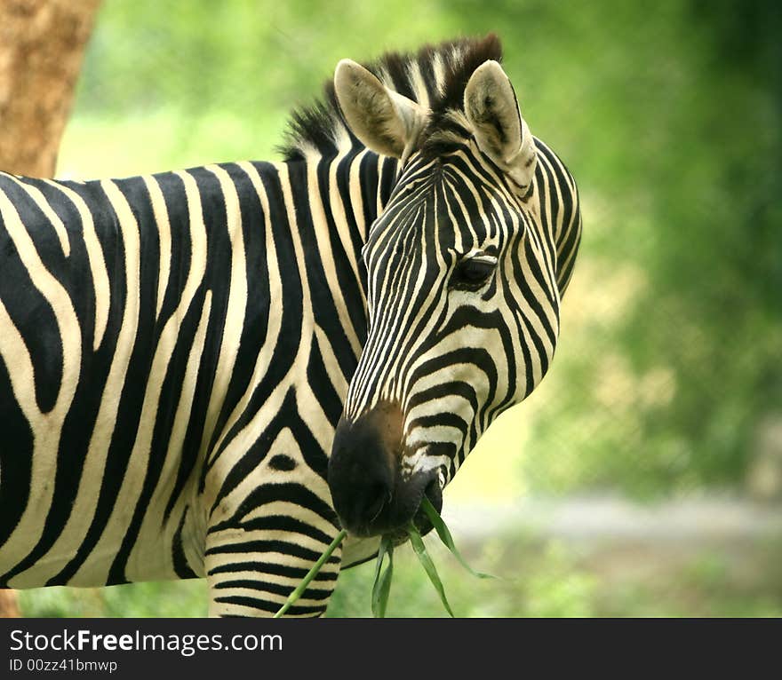 Zebra in the meadow. This image is all about the pattern and a moment.