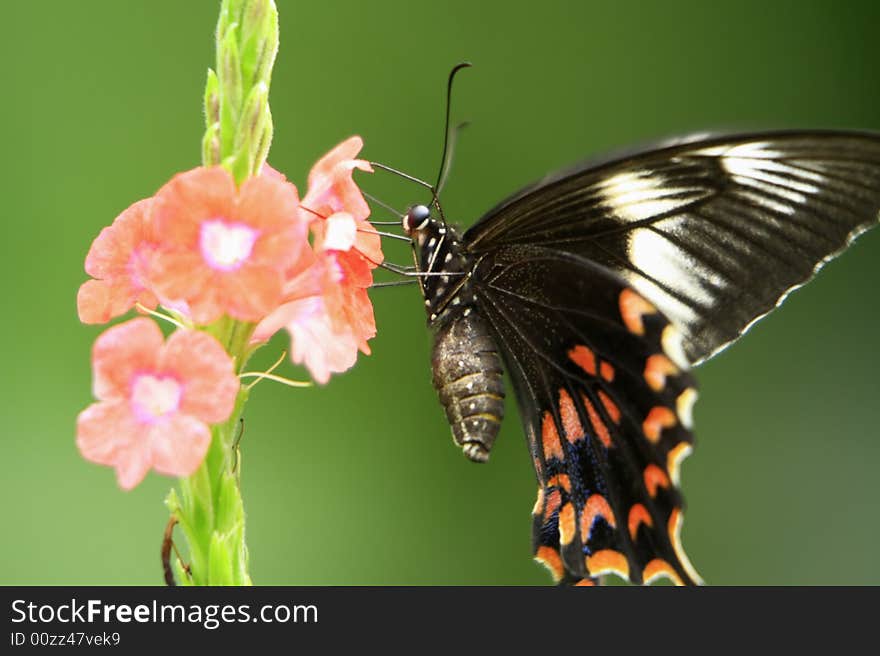 Black and Orange Butterfly on the flower, sucking nectar