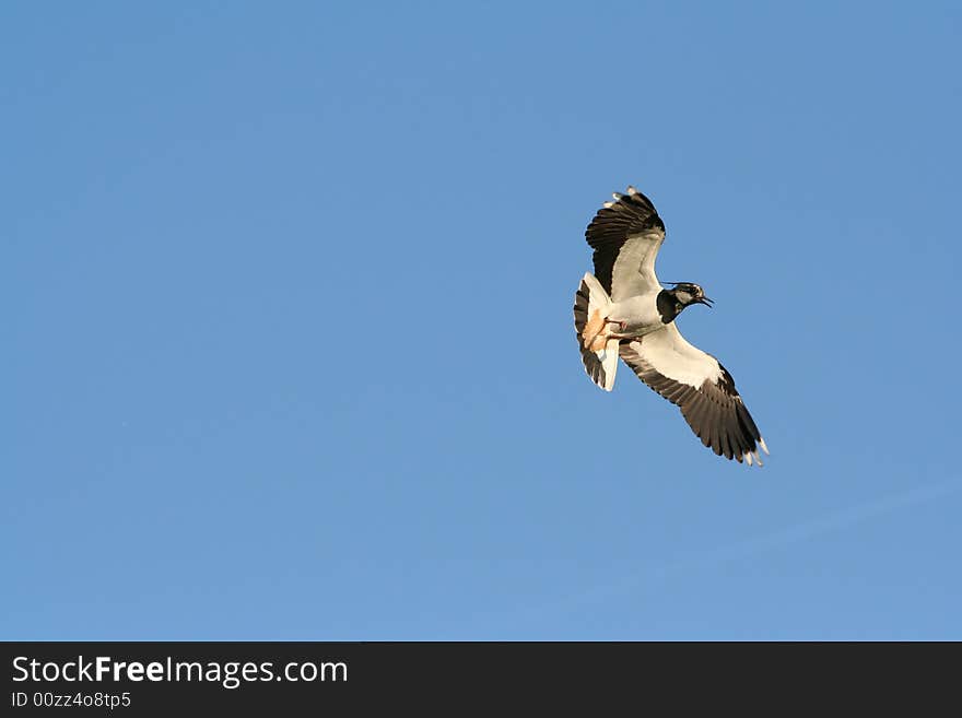 Lapwing in the sky