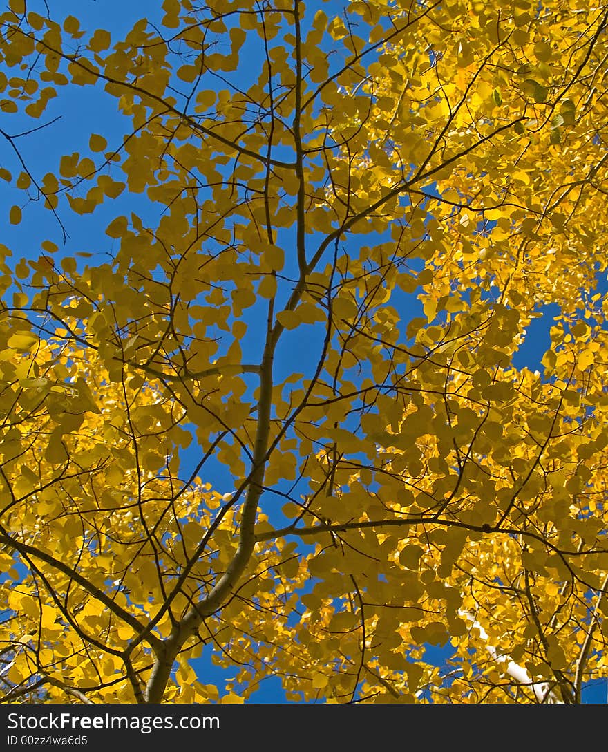 Aspen leaves under a blue sky in Colorado's Rocky Mountains. Aspen leaves under a blue sky in Colorado's Rocky Mountains