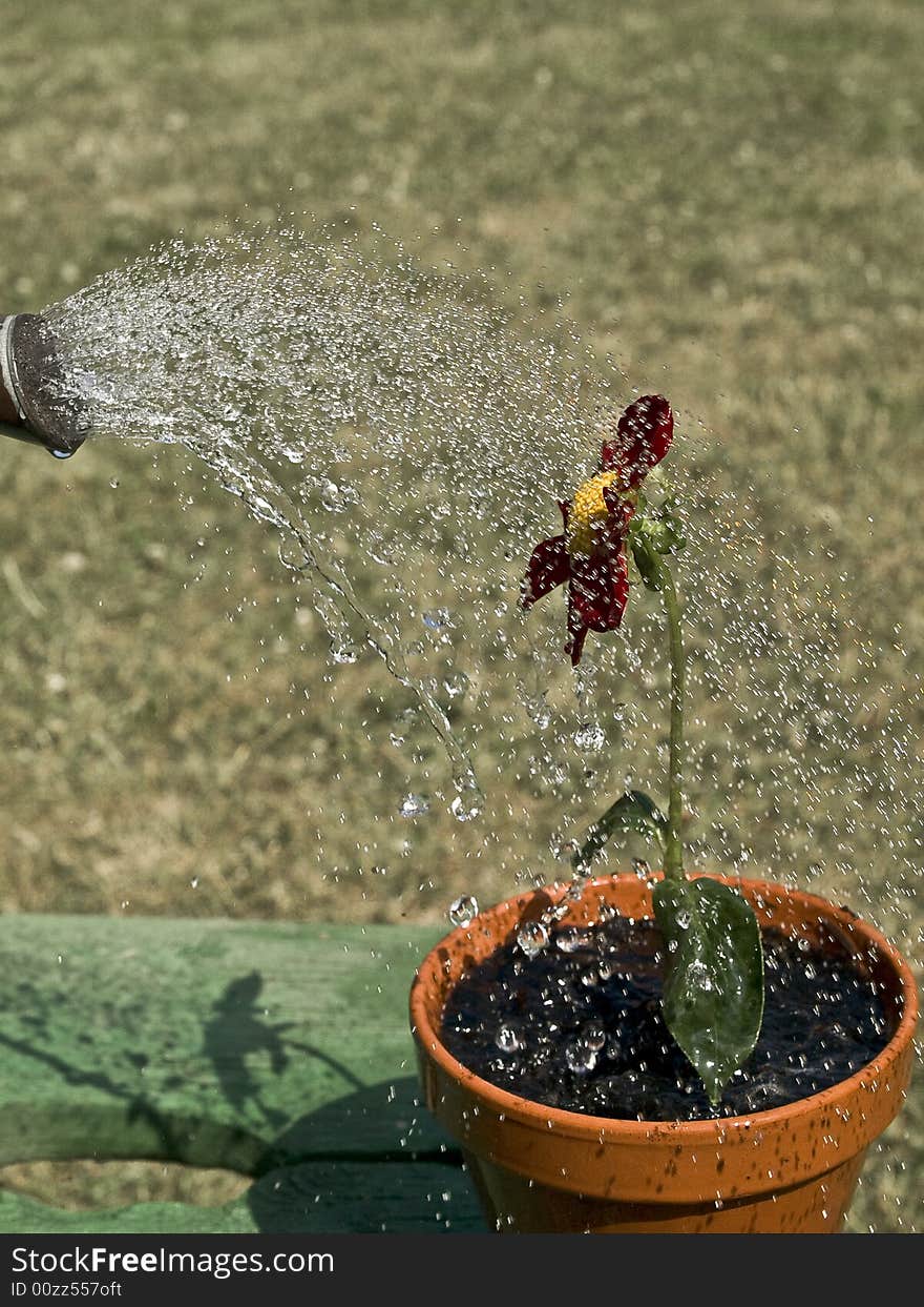 Thirsty flower