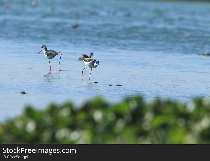 Sandpiper