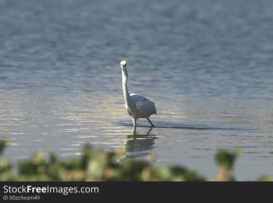 A Egret coming out of water