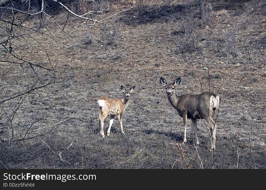 Doe and Faun in March