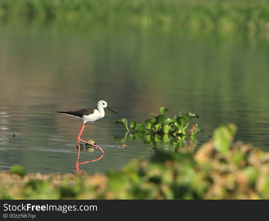 Sandpiper