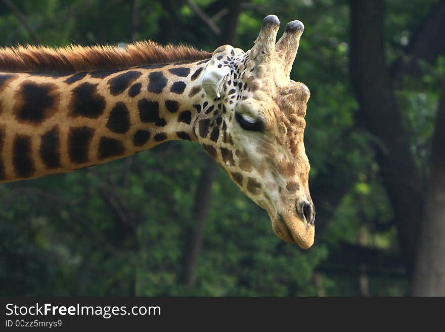 Giraffe in the savanna, long neck and curious face