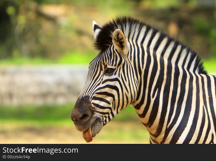 Zebra in the meadow. This image is all about the pattern and a moment.