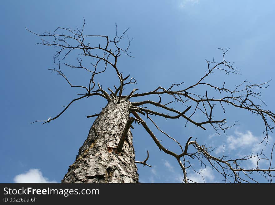 Dead tree with blue sky