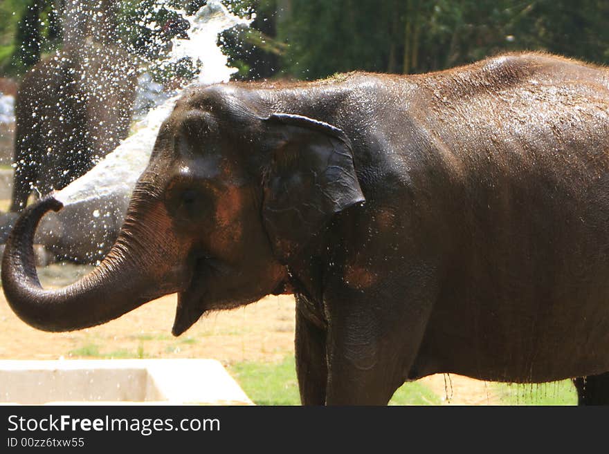 A hot summer afternoon, and this elephant was thirsty, and playing with water