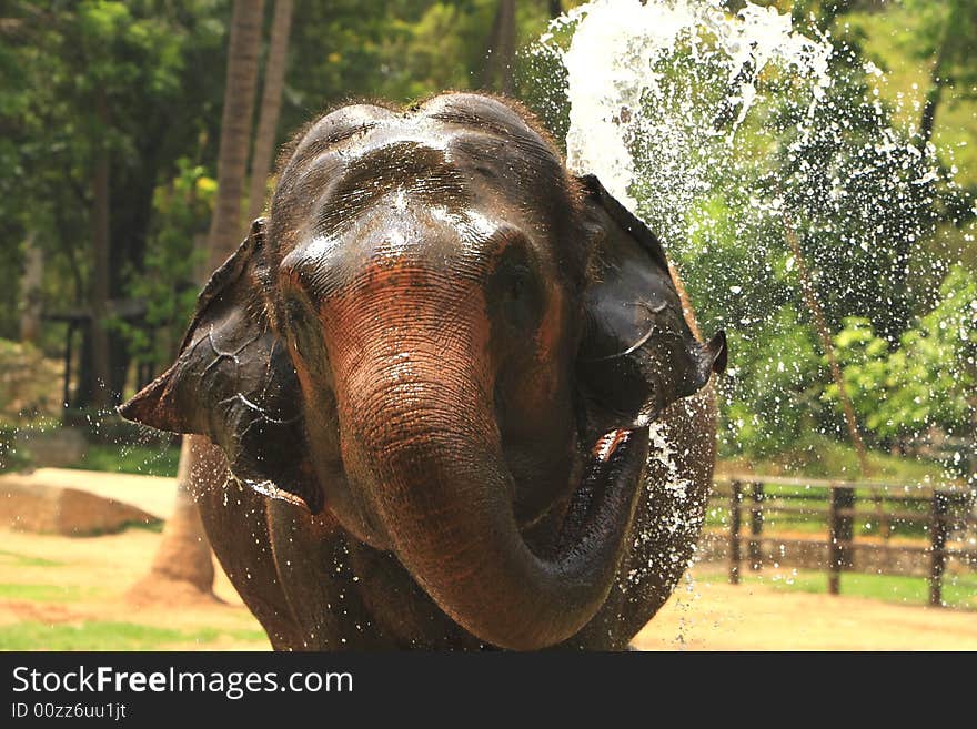 A hot summer afternoon, and this elephant was thirsty, and playing with water