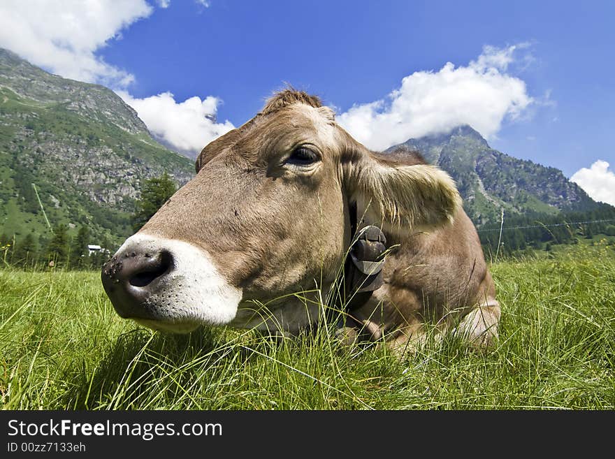 Cows grazed in a meadow of mountain