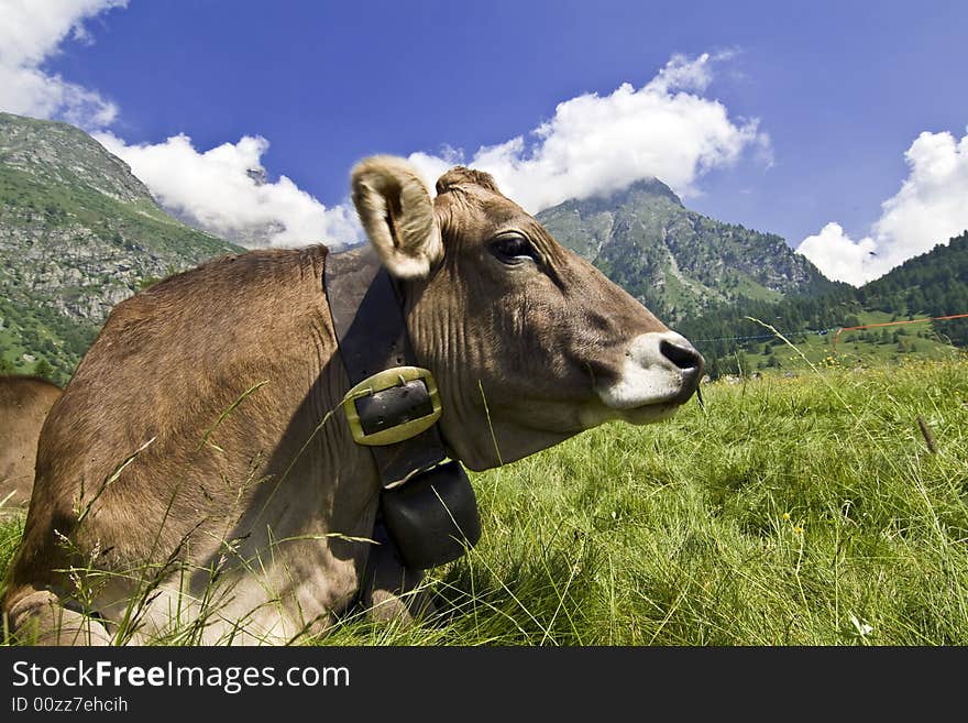 Cows grazed in a meadow of mountain