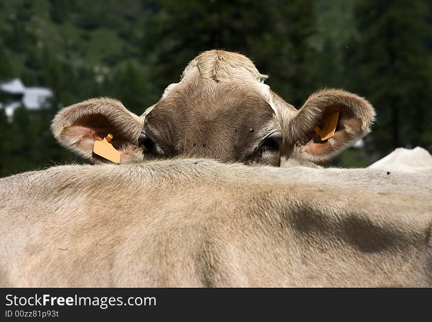 Cows grazed in a meadow of mountain